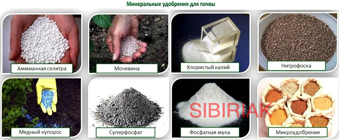 Чем заменить суперфосфат для подкормки. Минеральные удобрения аммиачная селитра. Гранулы аммиачной селитры. Минеральное удобрение сульфат калия. Аммиачная селитра цвет гранул.